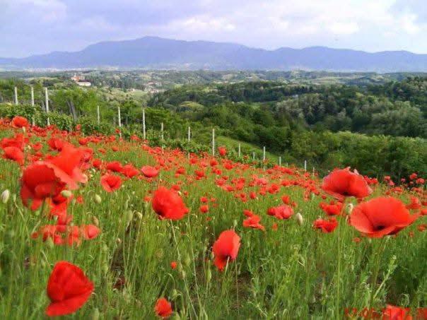 a field of red poppies in a vineyard at Holiday home Vukovoj in Klenovnik