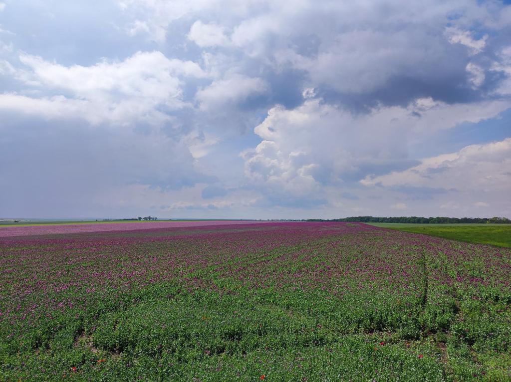 a field filled with purple flowers under a cloudy sky at Chata Mšené-lázně - Vrbice in Loucká
