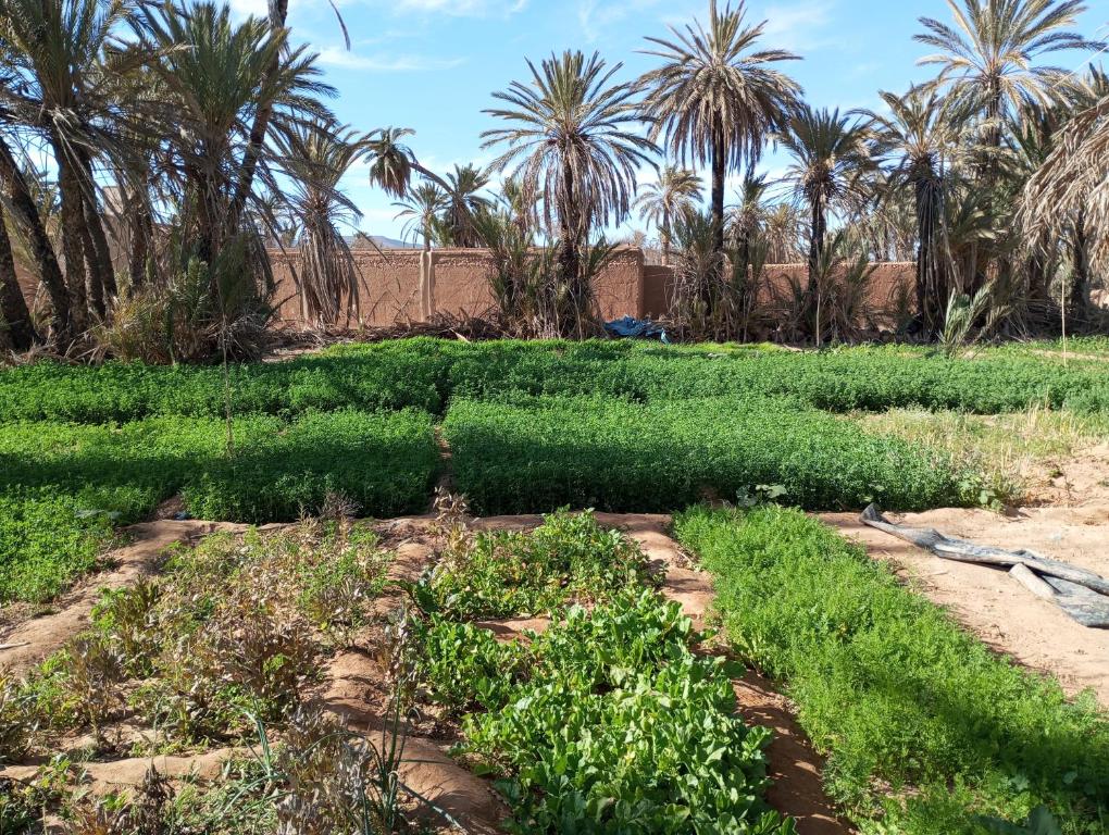 a field of crops with palm trees in the background at Maison diyafa in Guelmim