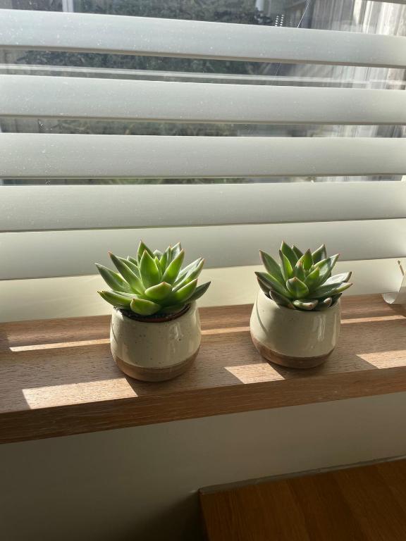 two plants in pots sitting on a window sill at 'het Haasje' in Hedel