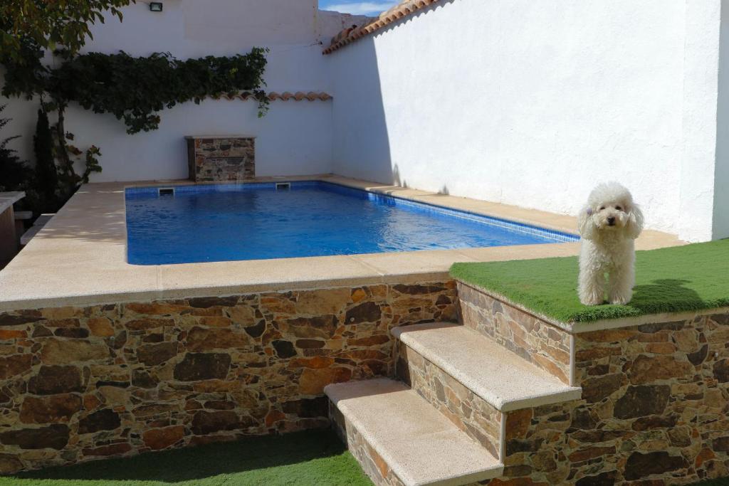 a white dog standing next to a swimming pool at Casa Rural Eufemia in Arenales de San Gregorio