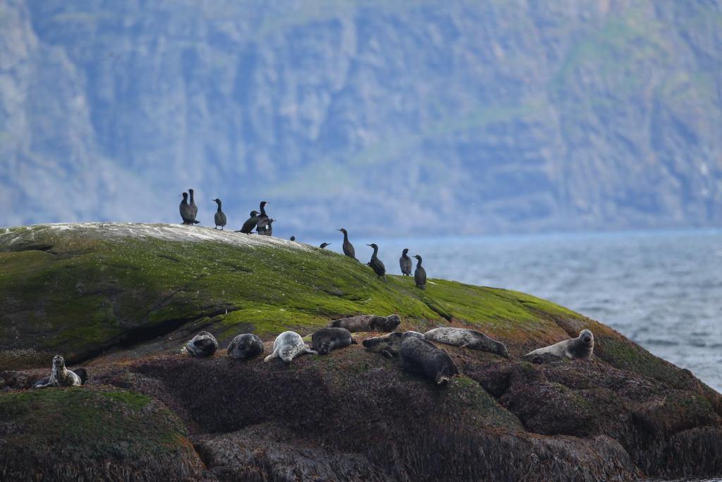 eine Gruppe von Vögeln, die auf einem mit Moos bedeckten Felsen sitzen in der Unterkunft Nygård Apartments in Gjesvær