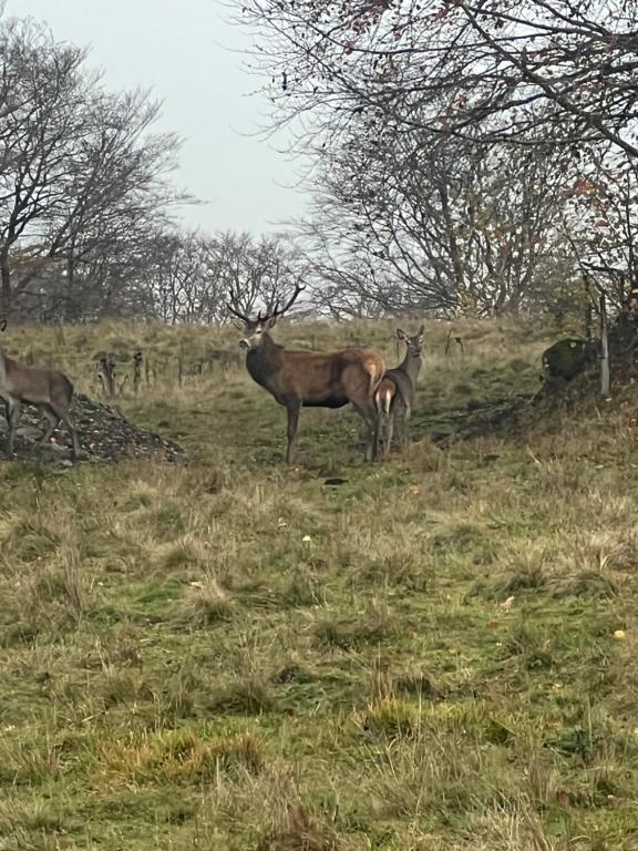 Un grupo de ciervos de pie en un campo de hierba en Appartement Dans un village en Auvergne sancy, en Égliseneuve-dʼEntraigues