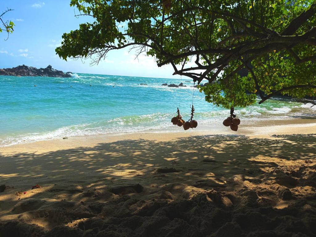 a beach with a tree and the ocean at The Lotus House - Ahangama in Ahangama