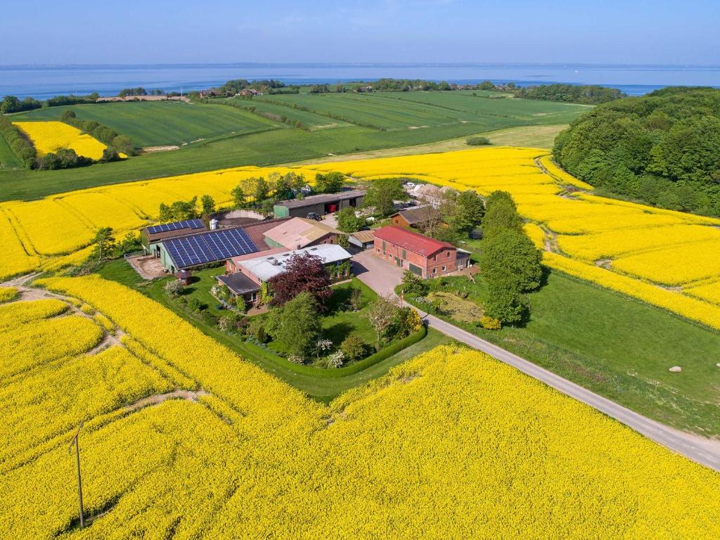 an aerial view of a house in a field of yellow flowers at Ferienhaus Ostsee in Steinberg