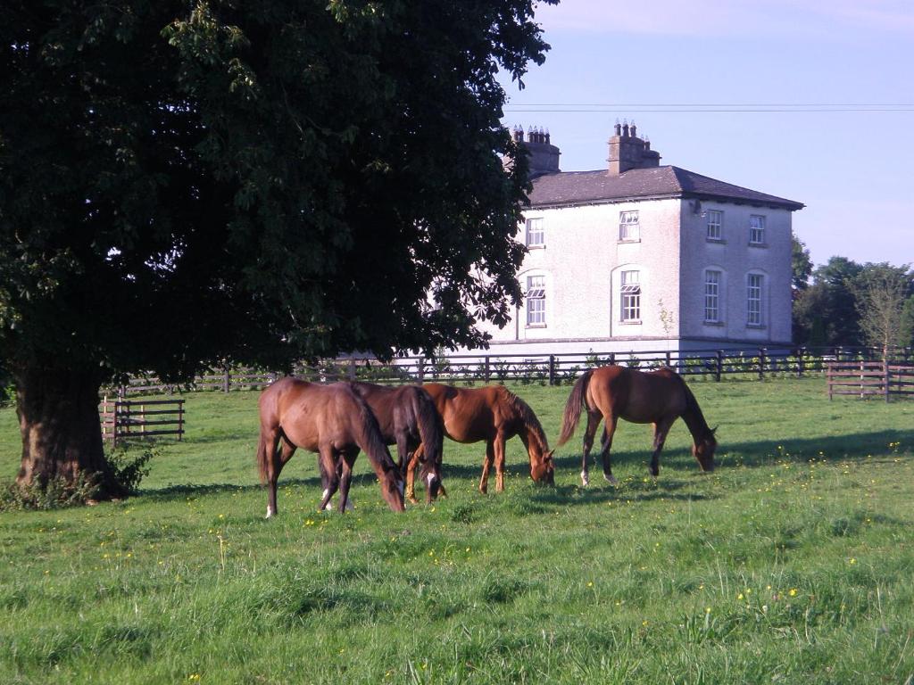 três cavalos a pastar num campo em frente a uma casa em Glebe House em Taghshinny