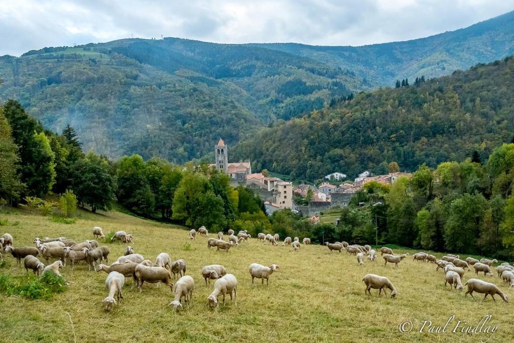 a herd of sheep grazing in a grassy field at Total Peace and quiet on the top of the mountain, in Prats-de-Mollo-la-Preste