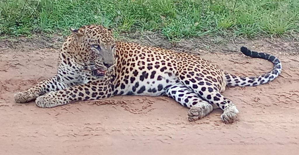 Foto dalla galleria di Yala Wild Tree House a Hambantota