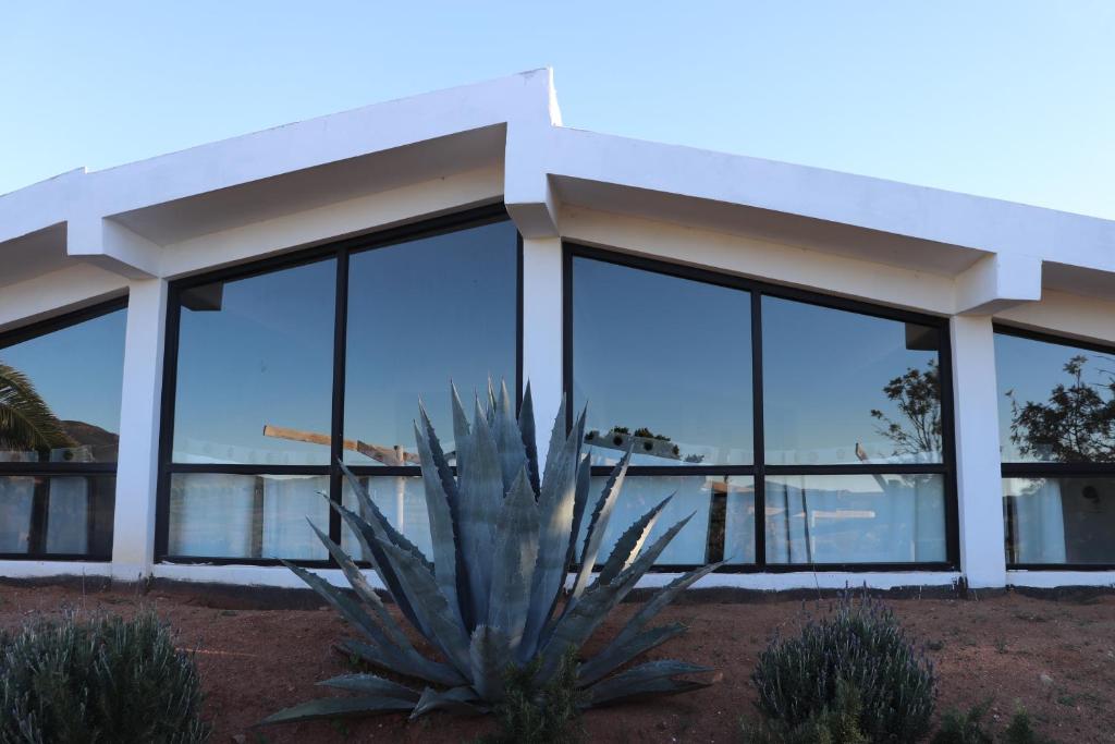 una planta frente a un edificio con ventanas en DaNik Valle, en Francisco Zarco