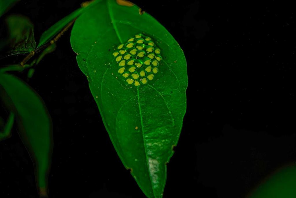 a green leaf with a bunch of seeds on it at Ceiba Eco Container in Agua Azul