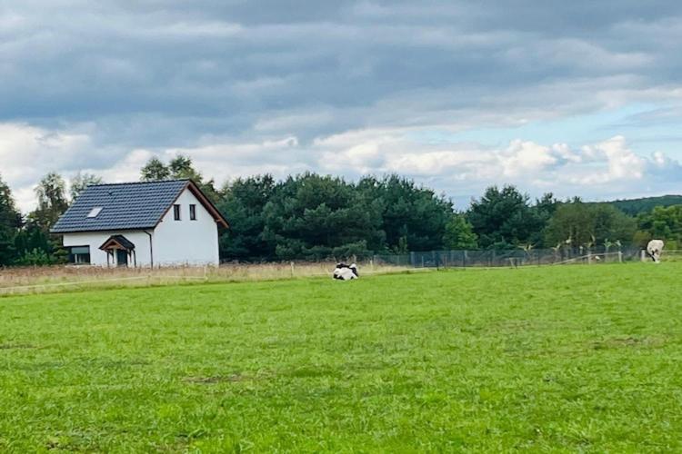a cow laying in a field in front of a house at Green Hill Domyslow, 6 persons in Domysłów