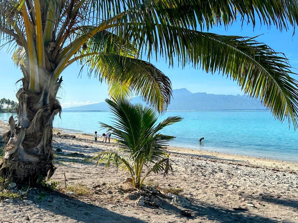 Manahiti properties - photo 11 - Moorea, Polynésie