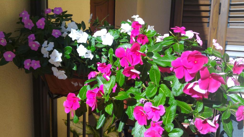 Un mazzo di fiori rosa e bianchi in un vaso. di B&B Il Giardino sull'Alento a Prignano Cilento