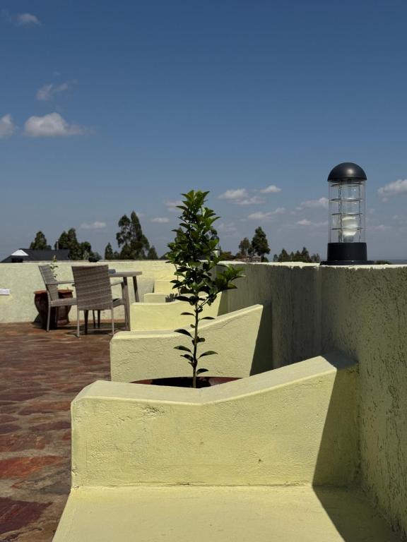 a small tree in a planter on a wall at Namelok apartment in Sekenani