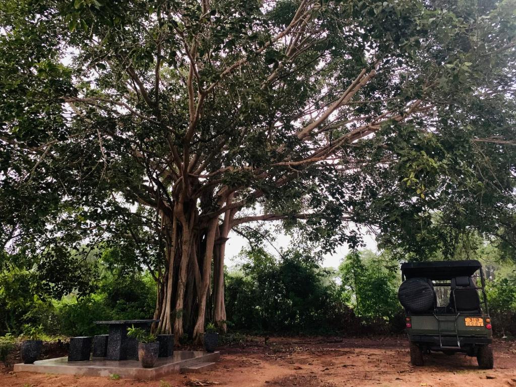 a green jeep parked next to a large tree at Wilpattu Nuga Lodge in Pahala Maragahawewa