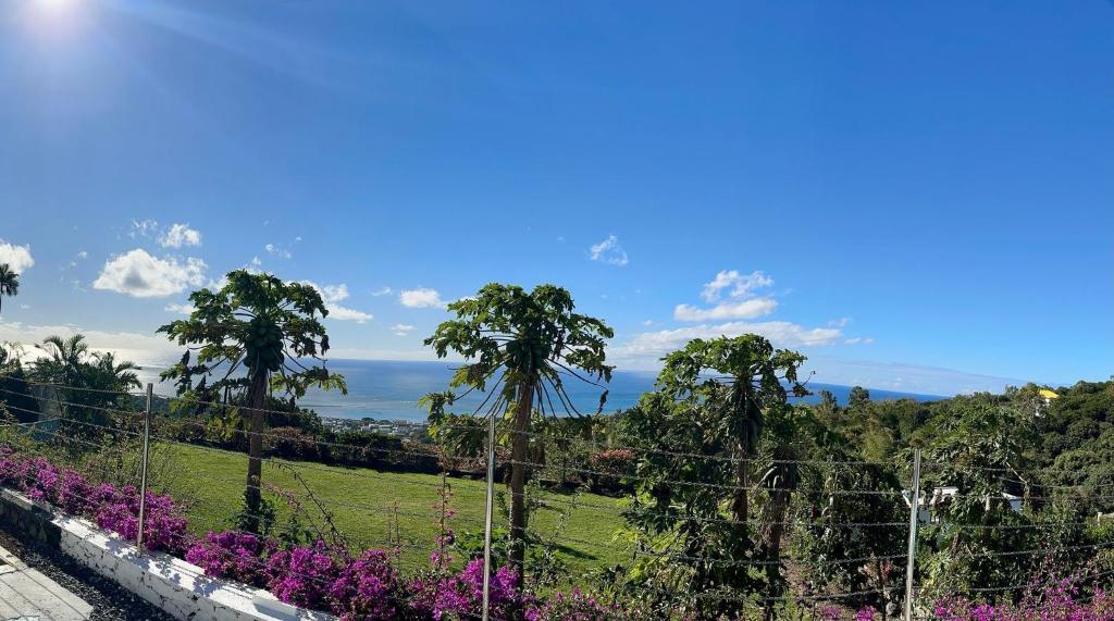 Blick auf einen Park mit Palmen und lila Blumen in der Unterkunft Apartment in Montagne Charlot with stunning view of the lagoon in Saint Gabriel