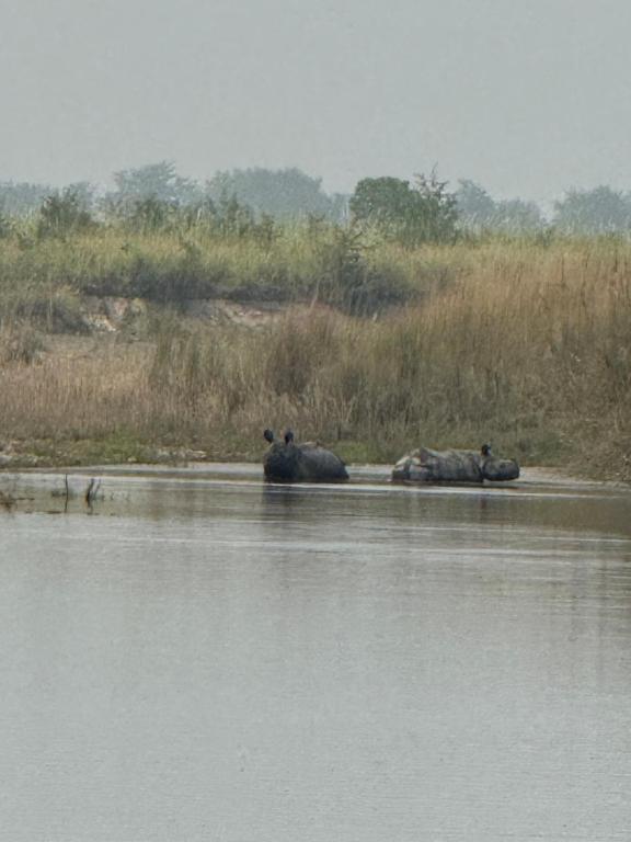 three bears laying on the shore of a body of water at Good Karma Homestay in Bhurkīā