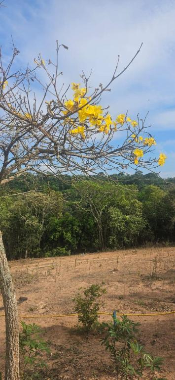 a tree with yellow leaves on it in a field at Sitio Encanto in João Ribeiro