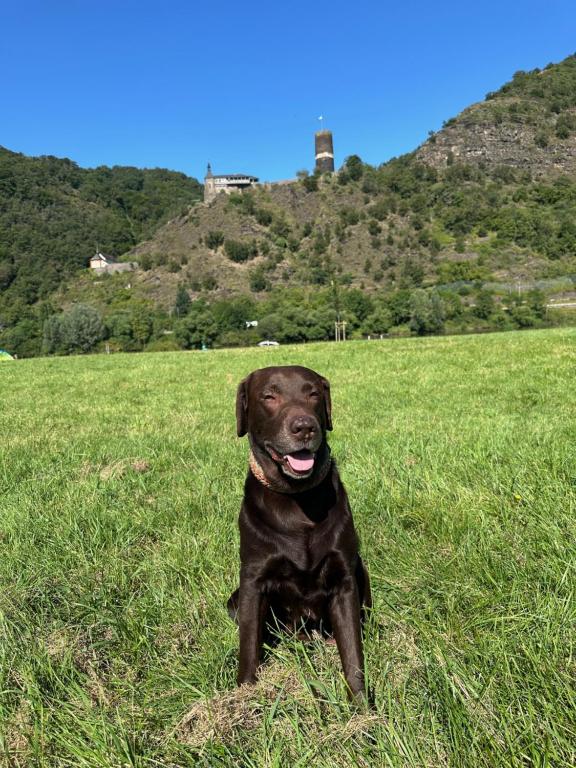 ein schwarzer Hund, der auf einer Wiese sitzt in der Unterkunft Ferienhaus Leopold mit Burgblick an der Mosel in Burgen