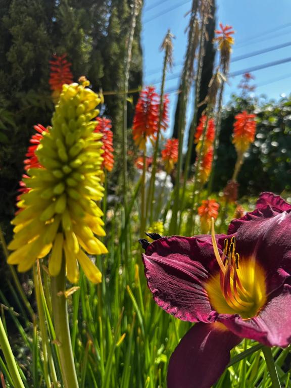 Photo de la galerie de l'établissement Chardonnay Lodge, à Napa