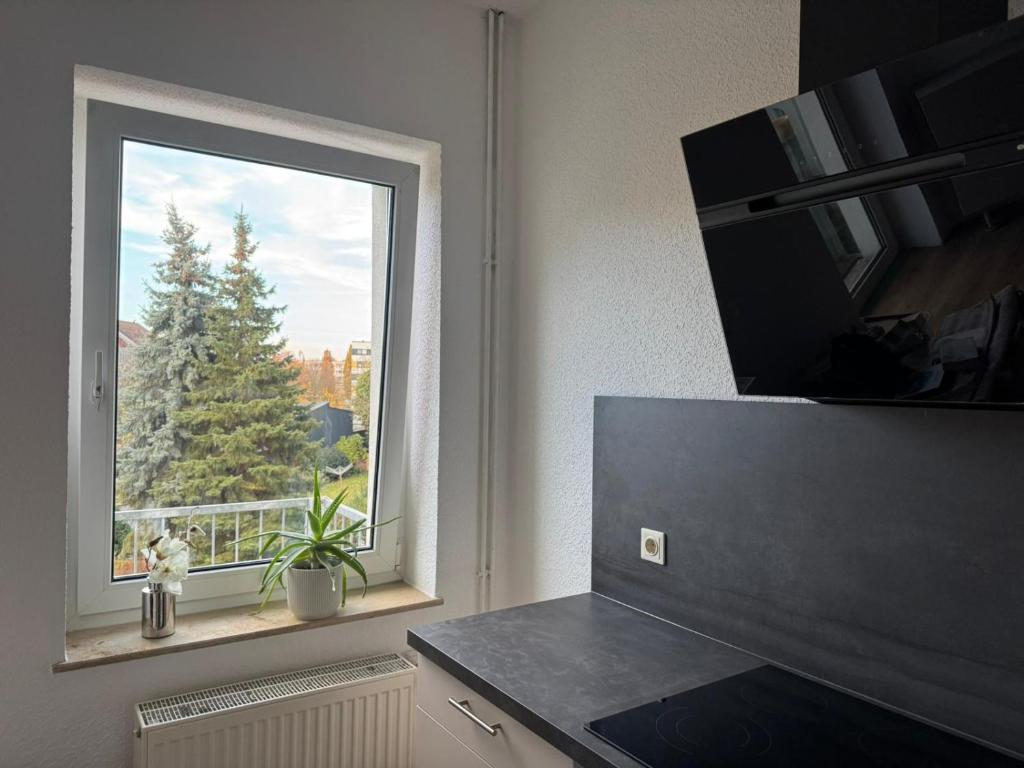 a window with a view of a pine tree at Anger17, Zentrales 2-Zimmer-Apartment in Dessau in Dessau