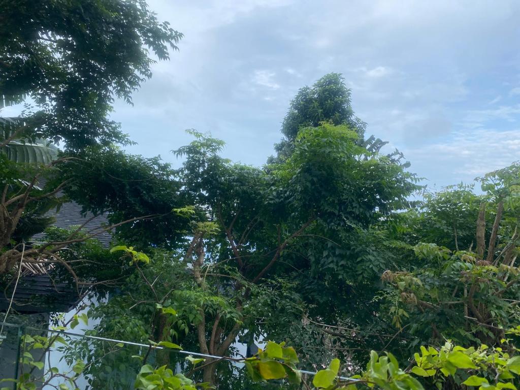 Ban KataにあるChristian Apartamentの葉の木群