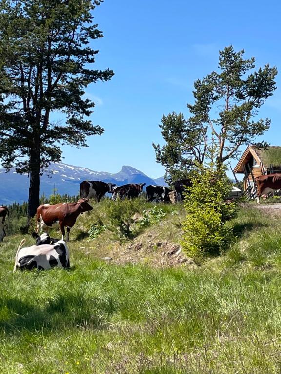 a herd of cows grazing in a field of grass at Løstegård hytter at the top of Golsfjellet in Gol