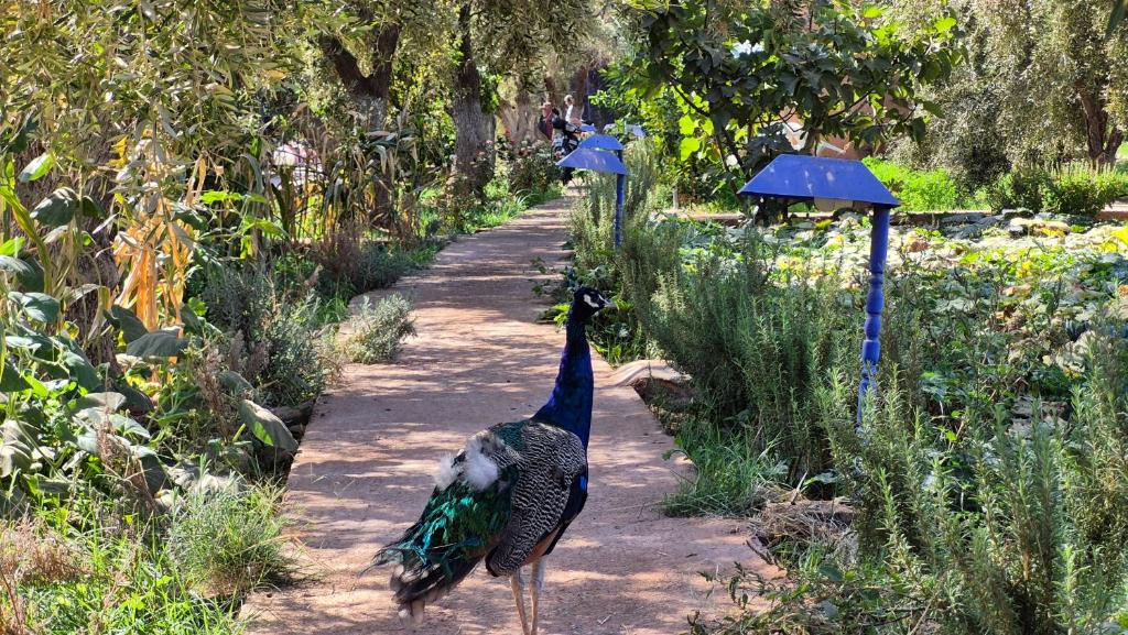 Zahrada ubytování Eco Farm Tayssir Marrakech