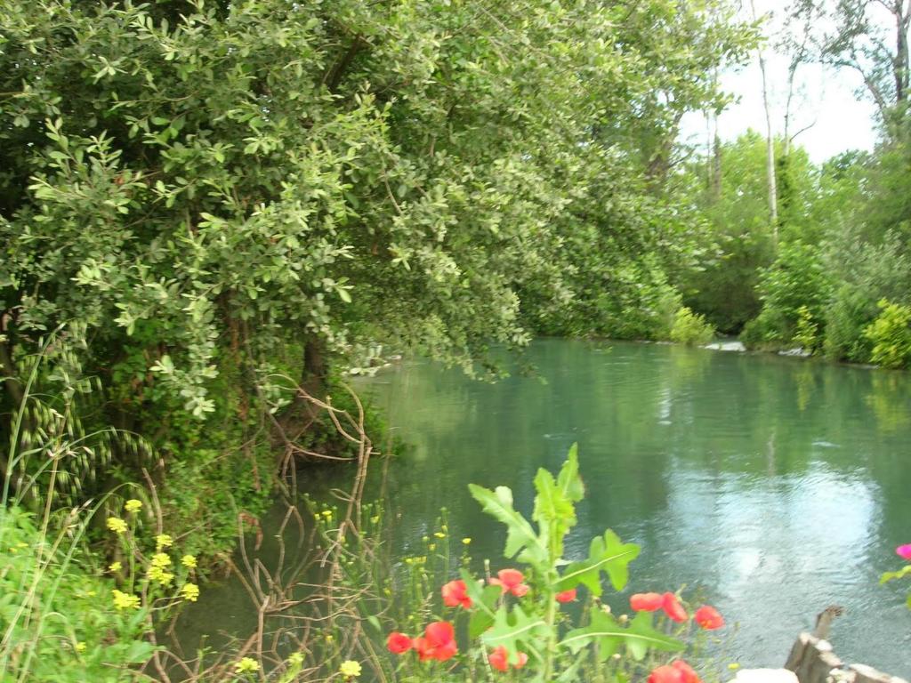 une rivière avec des arbres et des fleurs rouges au premier plan dans l'établissement maison près de l'eau, à LʼIsle-sur-la-Sorgue