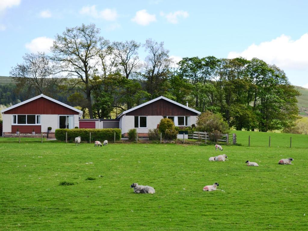 a herd of sheep laying in a field in front of a house at Fell Croft in Pooley Bridge