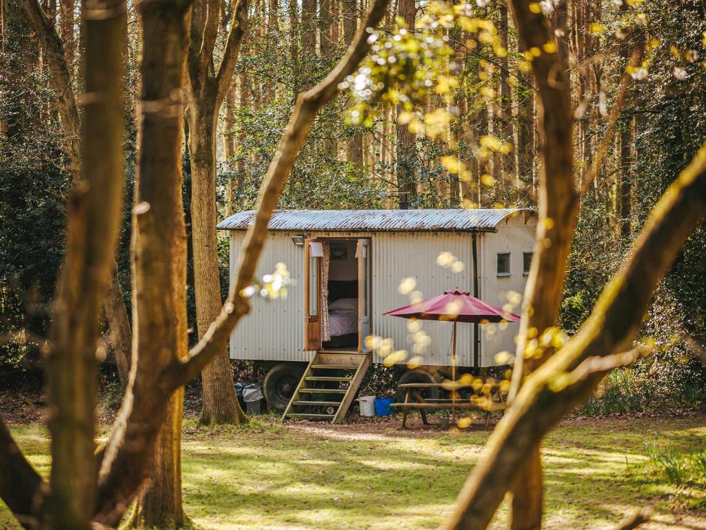 a tiny house in the middle of a forest at Goosewing Hut-Qu7072 in Melton Constable