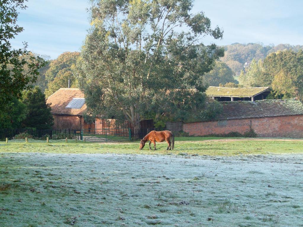a horse grazing in a field next to a building at Brook Barn in Ellingham