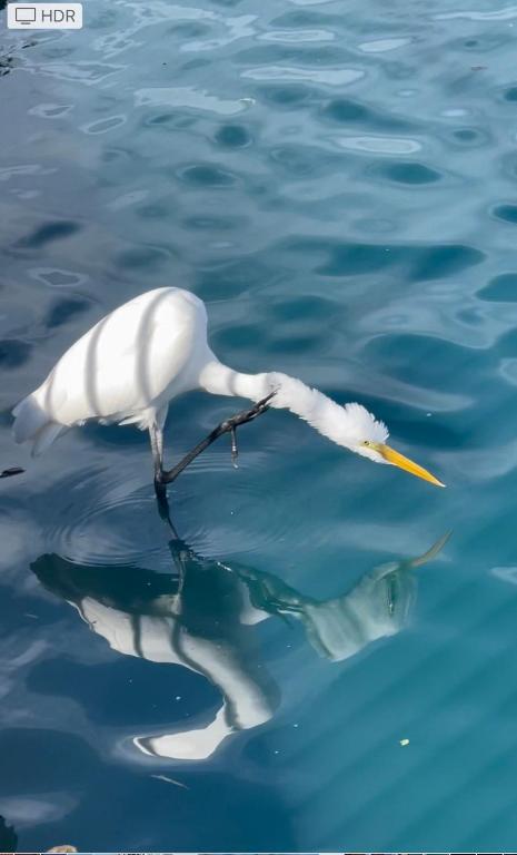 舒格兰Manor的一只白鸟站在水中，嘴里叼着一条鱼