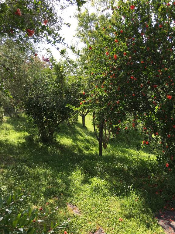 Ogród w obiekcie Casale Le Querce