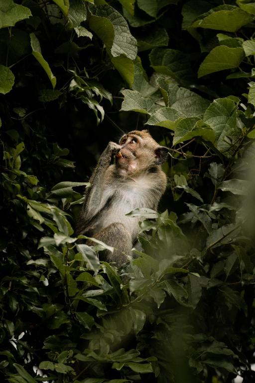 Autentik Penida "Glamping" - Adults only - 16