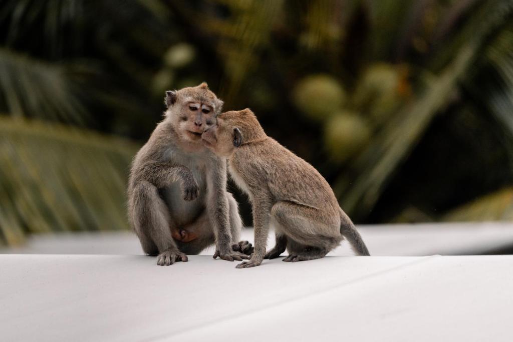 Autentik Penida "Glamping" - Adults only - 17