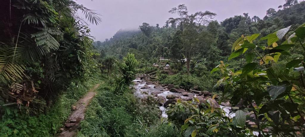 Ein Fluss mitten im Dschungel mit Bäumen in der Unterkunft Rongo Orange Valley Camp&Cottages in Jhalong