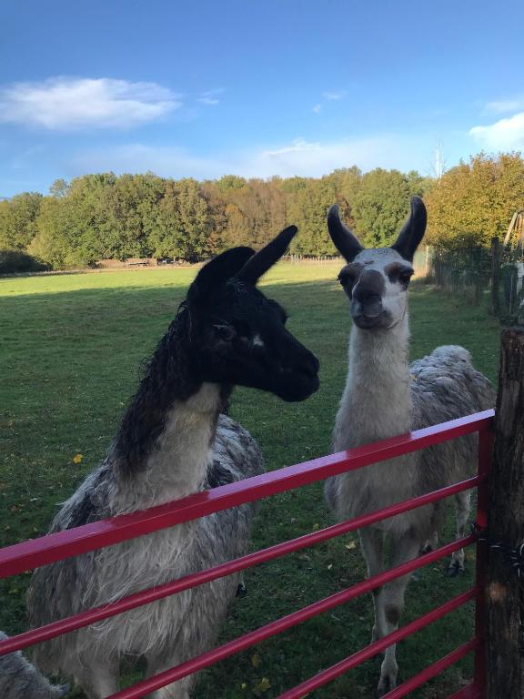 two black and white goats standing next to a fence at La Fermette Aux Lamas in Savigny-Lévescault