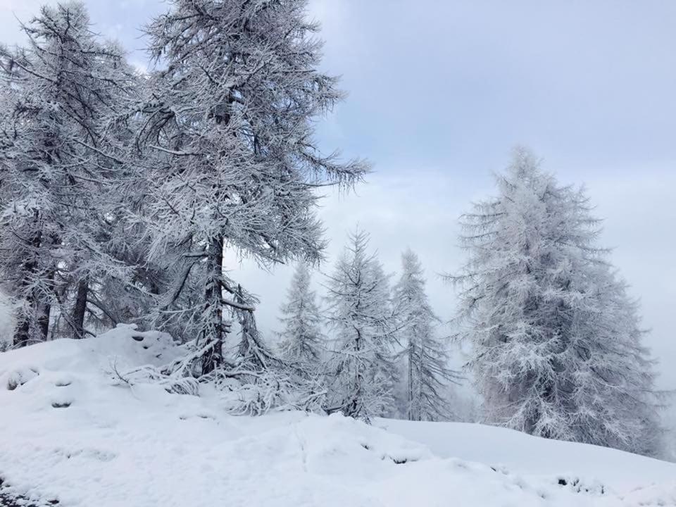 Un grupo de árboles cubiertos de nieve en una colina nevada en Boutique apartment Chaberton view - R16, en San Sicario