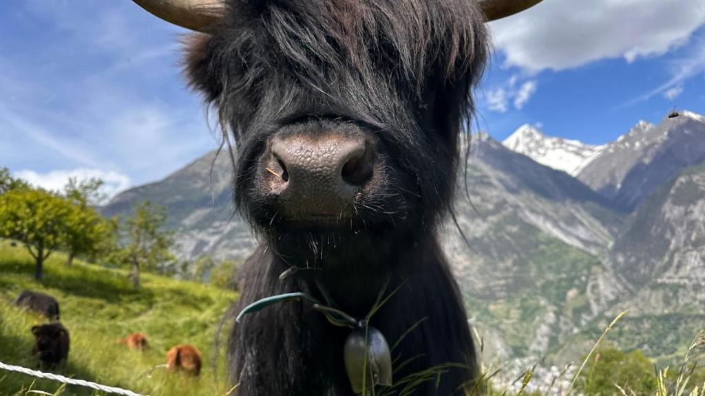 Zvířata v apartmánu nebo okolí