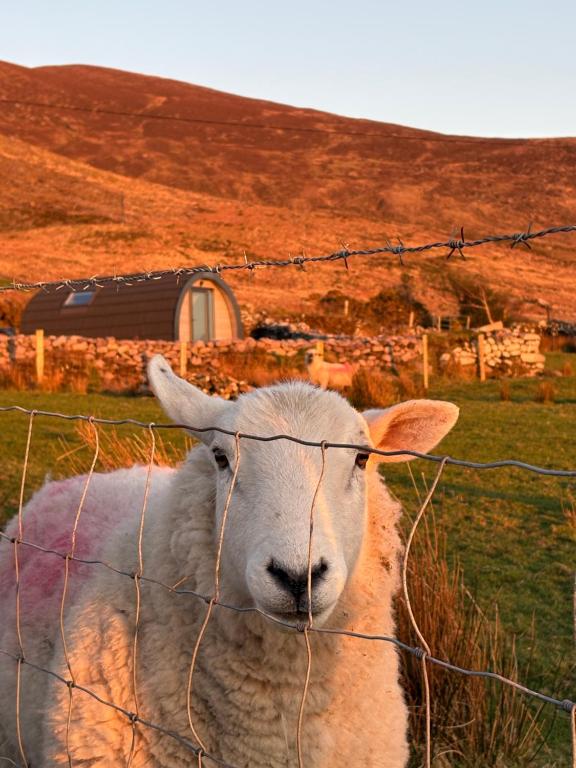 a sheep is standing behind a wire fence at LUXURY POD - Hidden Hills Waterville Farm in Waterville