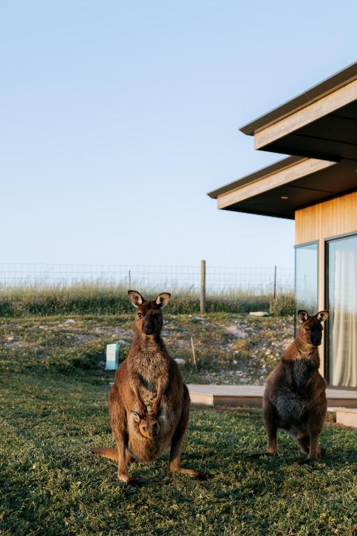 two kangaroos standing in front of a building at Coast in Stokes Bay