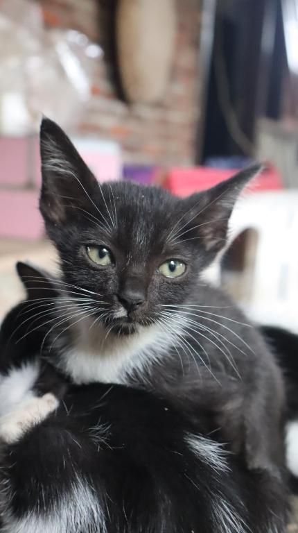 Domácí mazlíčci ubytovaní s hosty v ubytování Chrisma Bed and Breakfast