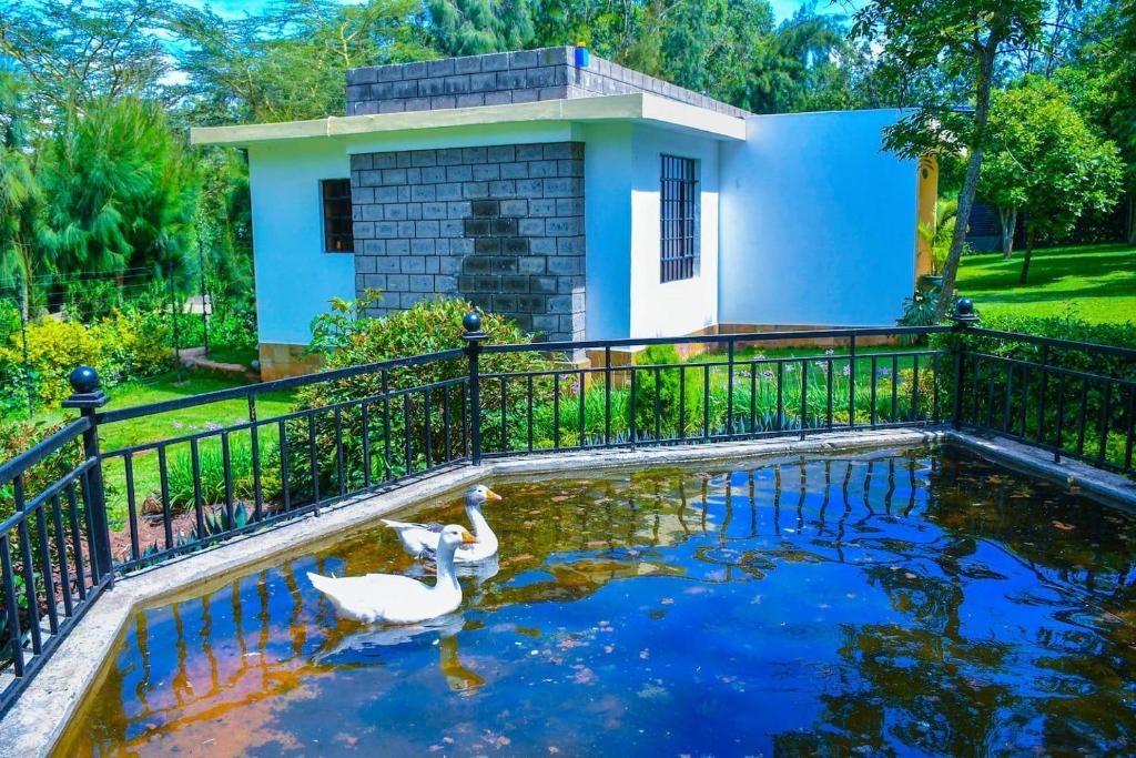 deux cygnes dans un étang devant une maison dans l'établissement Garden lodge near Ngong with forest walks - 2340, à Kiserian