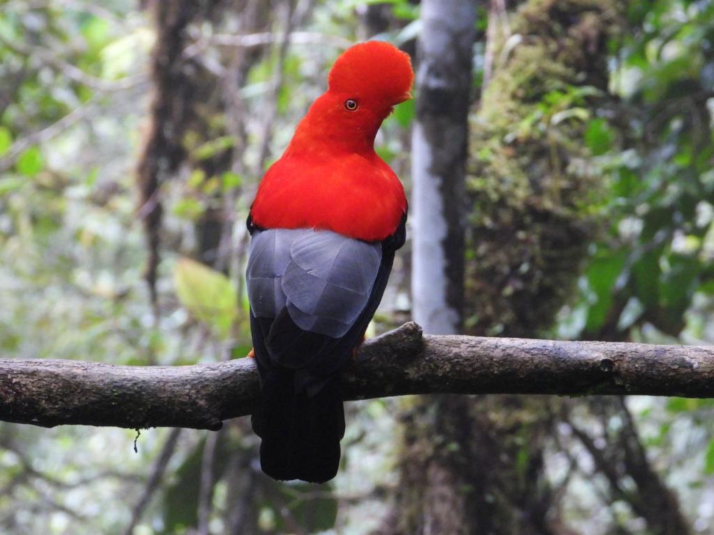 PapagallerosNatural Luxury Birding Lodge的树枝上的红鸟