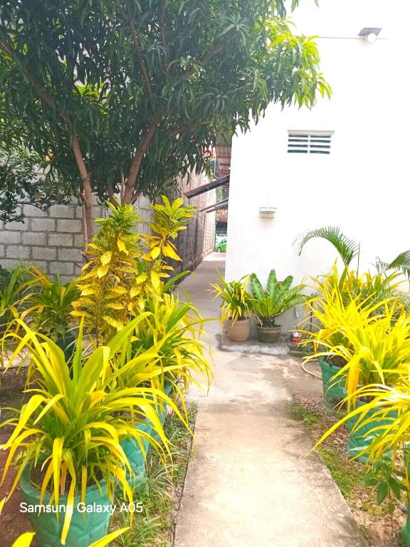 City Paradise Dambulla - 19