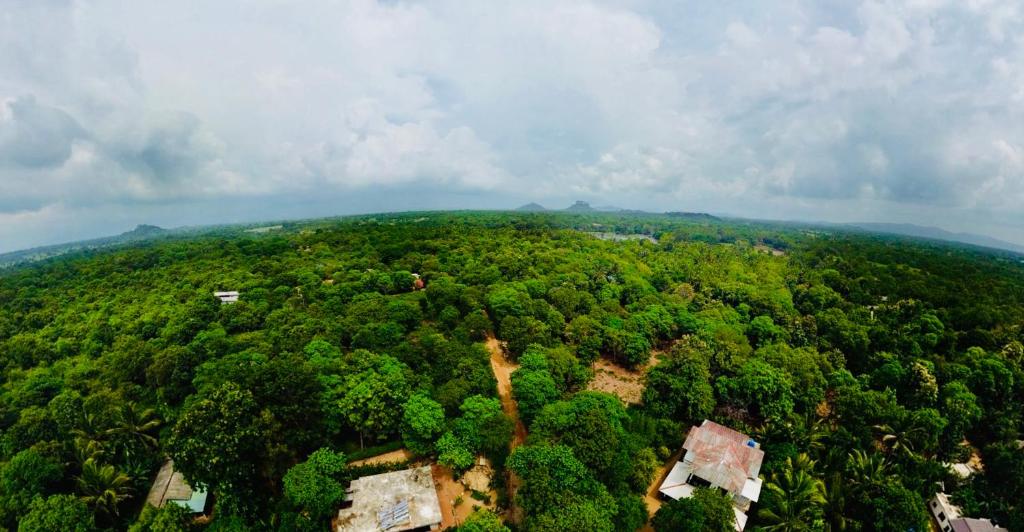 an aerial view of a forest of trees at Chamikara Homestay in Sigiriya