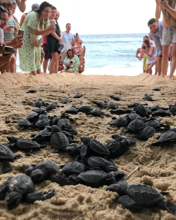 a group of people standing on a beach with turtles at JK House Turtle Point in Dickwella