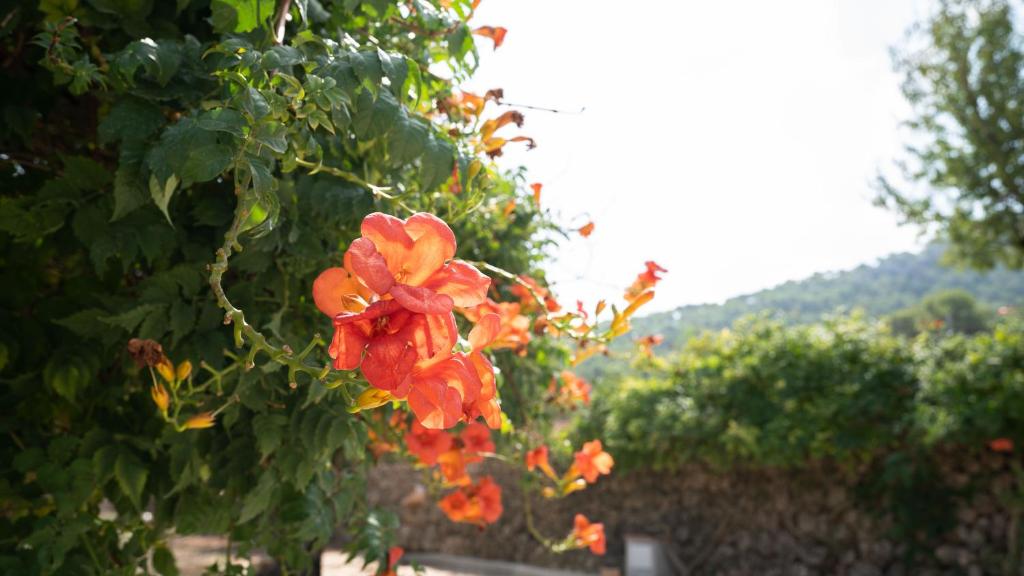 a red flower is growing on a tree at Agrovinya in Andratx