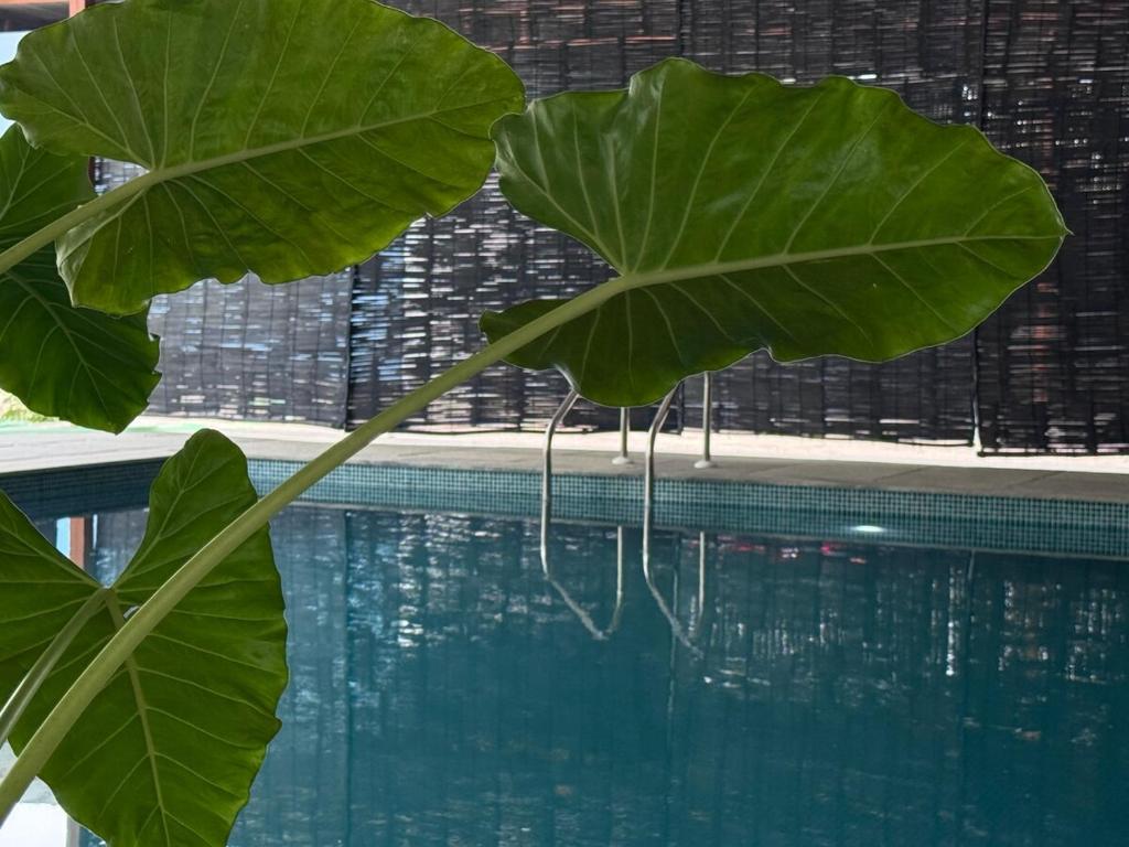 Πισίνα στο ή κοντά στο Turiya Retreat